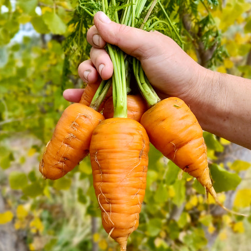 Kinko 6" Chantenay Carrot